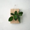 Plantetrofæer^PLANT etrofæ, Hoya, small