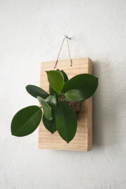 Plantetrofæer^PLANT etrofæ, Hoya, small