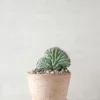 Ørkenplanter Og Knoldplanter|Danskavlede Planter^PLANT Polaskia Chipchipe F. Cristata, medium
