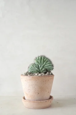 Ørkenplanter Og Knoldplanter|Danskavlede Planter^PLANT Polaskia Chipchipe F. Cristata, medium