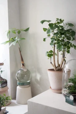 Tropiske Planter|Danskavlede Planter^PLANT Polyscias Balfourian