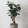 Tropiske Planter^PLANT Polyscias Fabian
