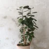 Gulvplanter Og Store Træer|Tropiske Planter^PLANT Polyscias Fabian, stor