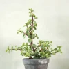 Ørkenplanter Og Knoldplanter|Danskavlede Planter^PLANT Portulacaria afra
