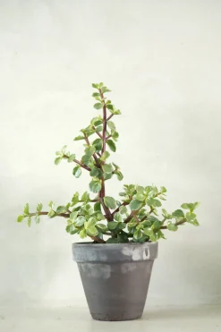 Ørkenplanter Og Knoldplanter|Danskavlede Planter^PLANT Portulacaria afra