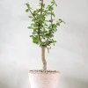 Ørkenplanter Og Knoldplanter|Danskavlede Planter^PLANT Portulacaria afra Opstammet