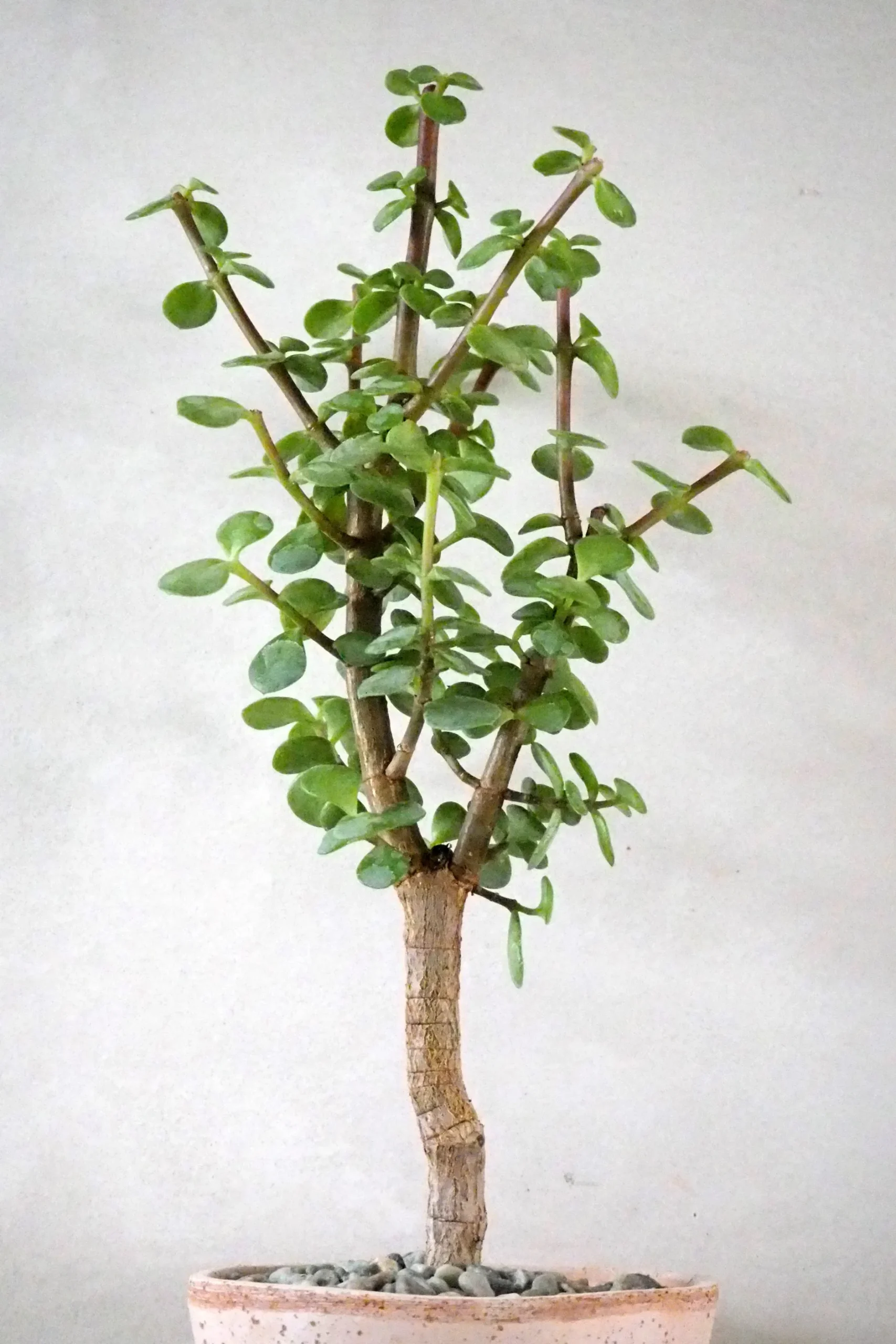 Ørkenplanter Og Knoldplanter|Danskavlede Planter^PLANT Portulacaria afra Opstammet