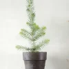 Danskavlede Planter^PLANT Rødgran