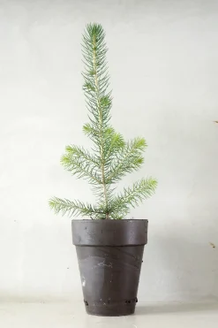 Danskavlede Planter^PLANT Rødgran