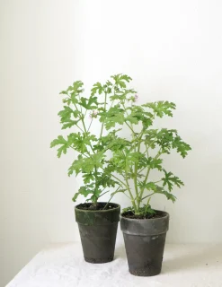Duftgeranium|Danskavlede Planter^PLANT Rosengeranium