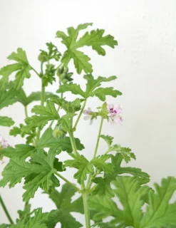 Duftgeranium|Danskavlede Planter^PLANT Rosengeranium
