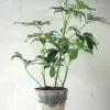 Danskavlede Planter^PLANT Schefflera