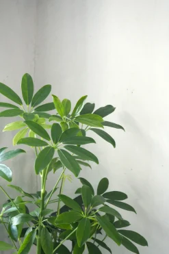 Danskavlede Planter^PLANT Schefflera