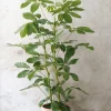 Gulvplanter Og Store Træer|Danskavlede Planter^PLANT Schefflera Amate