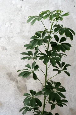 Gulvplanter Og Store Træer|Danskavlede Planter^PLANT Schefflera arboricola