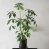 Tropiske Planter^PLANT Schefflera på Lavasten