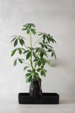 Tropiske Planter^PLANT Schefflera på Lavasten