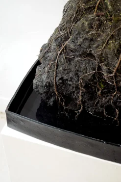 Planter I Vand|Tropiske Planter^PLANT Schefflera på Lavasten, oversize