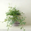 Danskavlede Planter^PLANT Seleginelle Peacock bregne