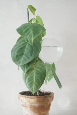 Selvvanding^PLANT Selvvandingsglas, 4 stk