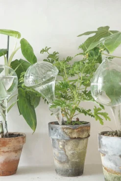 Selvvanding^PLANT Selvvandingsglas, globe