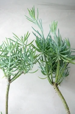 Ørkenplanter Og Knoldplanter^PLANT Senecio Talinoidem