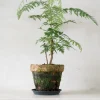 Danskavlede Planter^PLANT Silke Eg