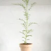 Danskavlede Planter^PLANT Silkeeg