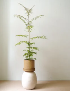 Danskavlede Planter^PLANT Silkeeg