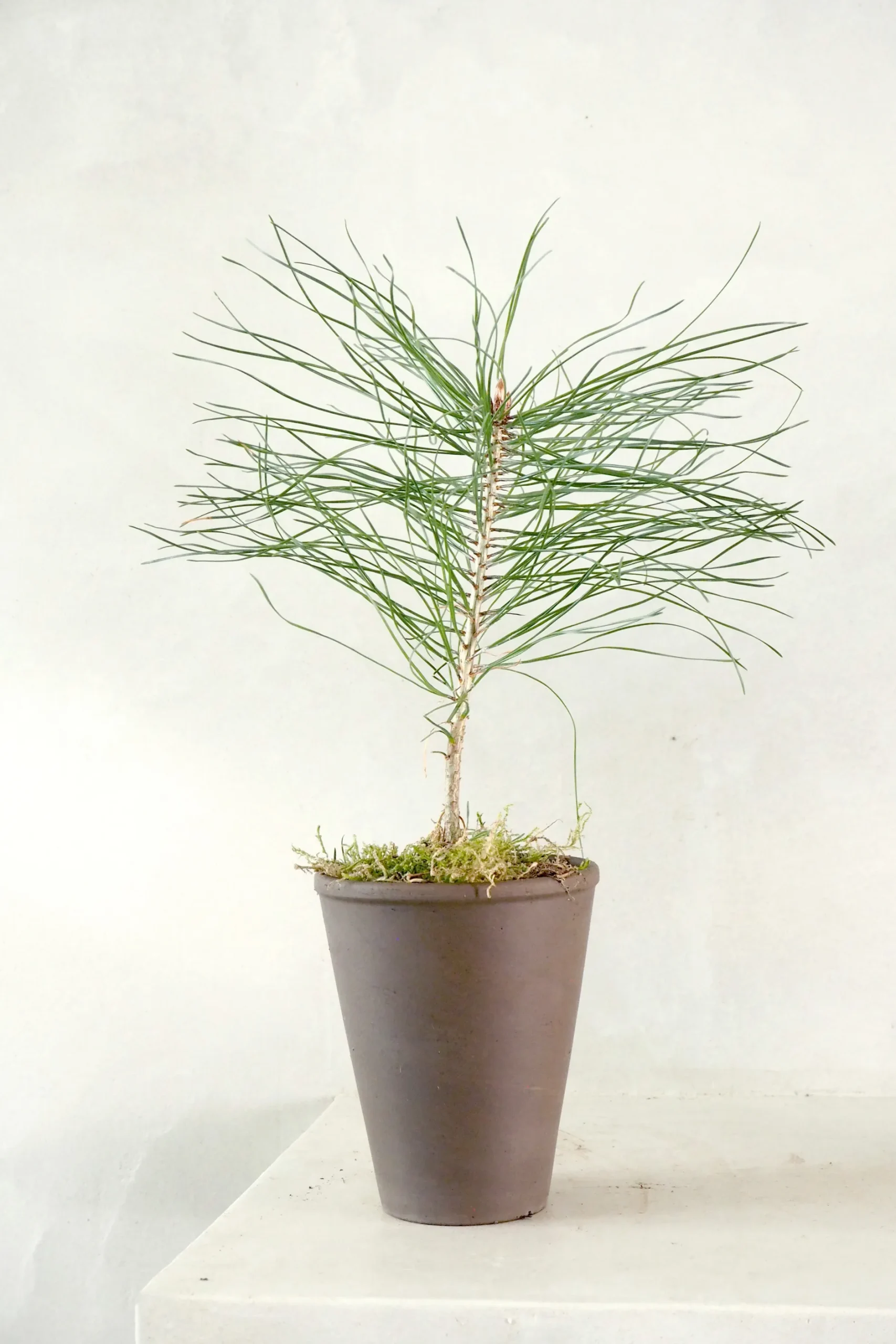 Danskavlede Planter^PLANT Skovfyr