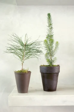 Danskavlede Planter^PLANT Skovfyr