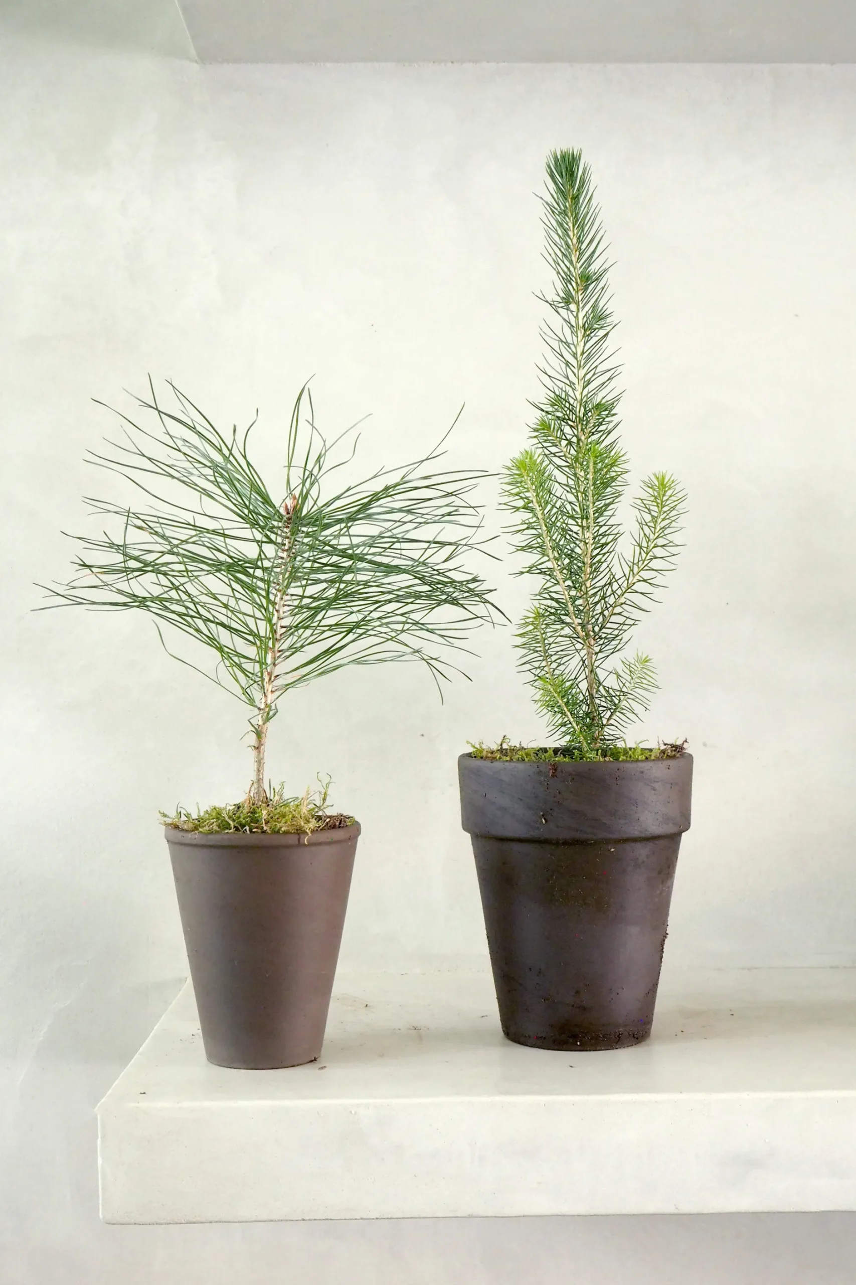 Danskavlede Planter^PLANT Skovfyr