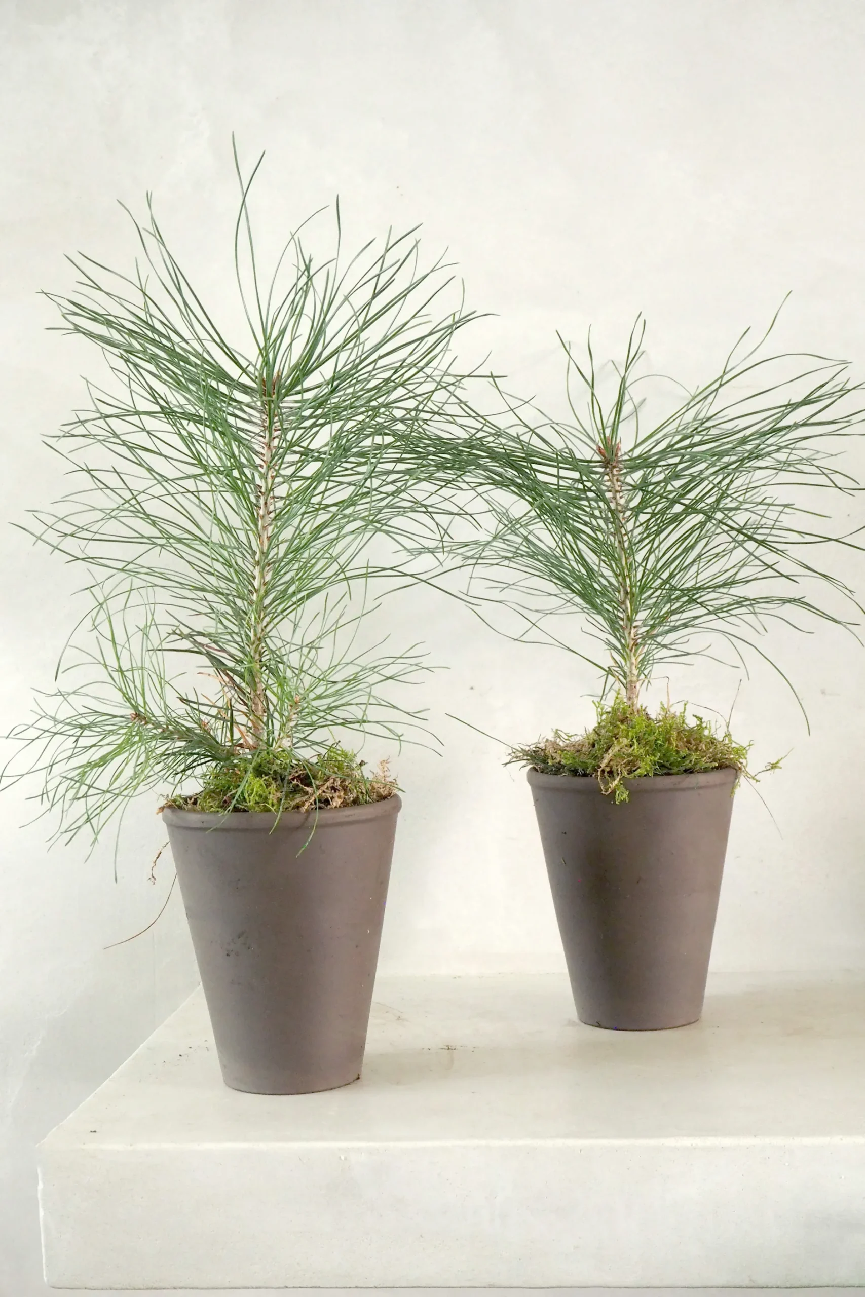 Danskavlede Planter^PLANT Skovfyr