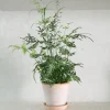 Tropiske Planter^PLANT Sølvbånd bregne