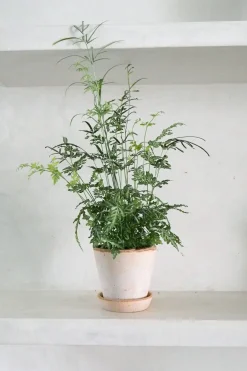 Tropiske Planter^PLANT Sølvbånd bregne