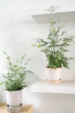 Tropiske Planter^PLANT Sølvbånd bregne