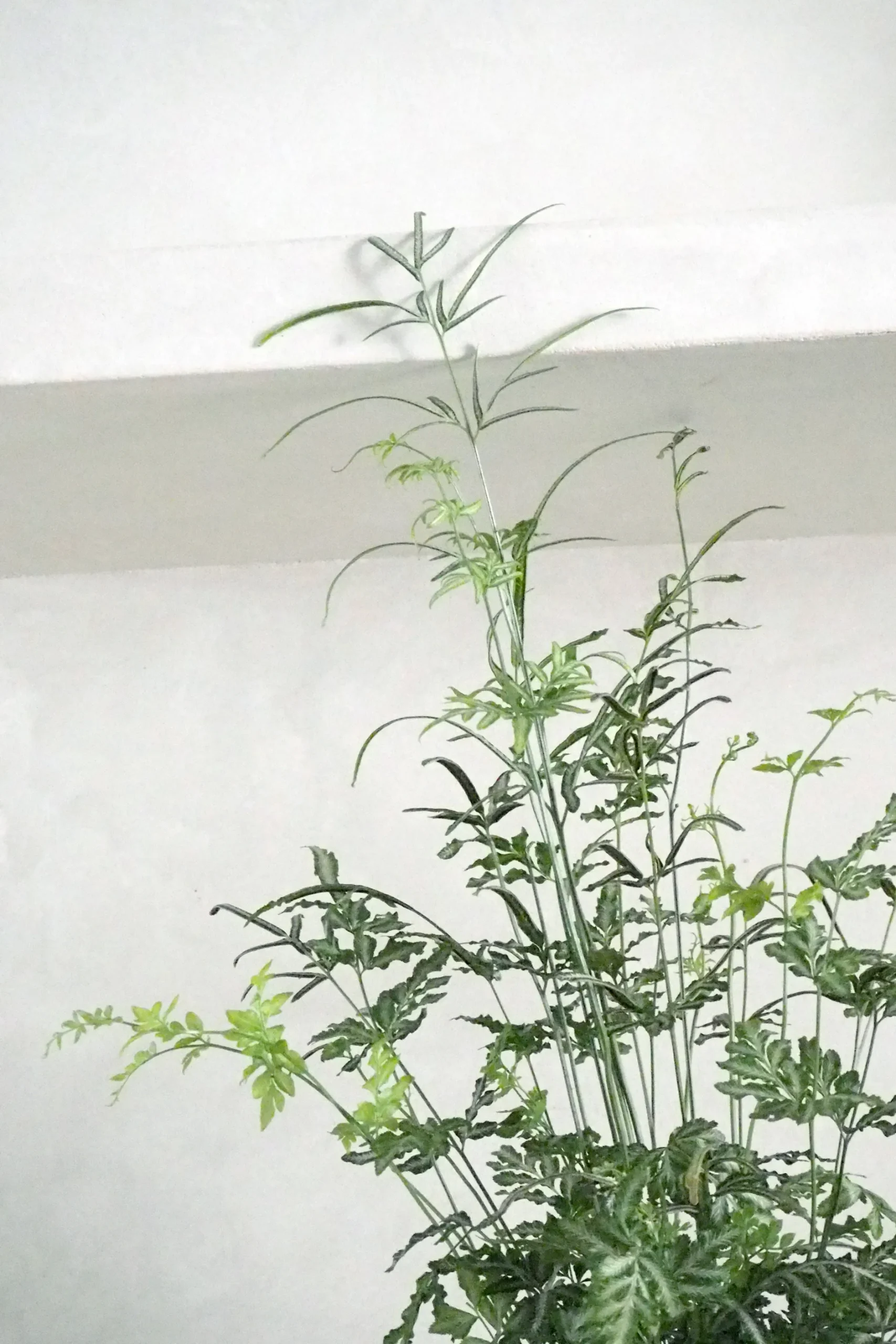 Tropiske Planter^PLANT Sølvbånd bregne