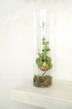 Planter Og Værktøj Til Terrarier|Planter I Vand^PLANT Snaily Dischidia - i glasvase