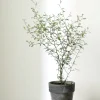 Danskavlede Planter^PLANT Sophora