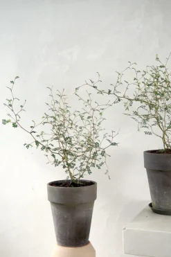 Danskavlede Planter^PLANT Sophora