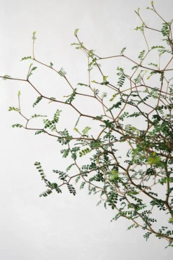 Danskavlede Planter^PLANT Sophora