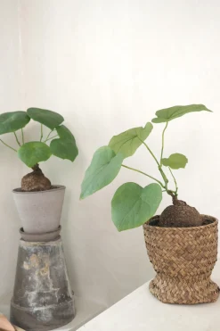 Ørkenplanter Og Knoldplanter^PLANT Stephania suberosa