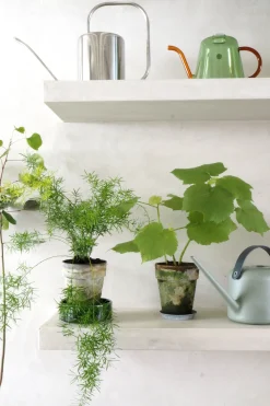 Tropiske Planter|Danskavlede Planter^PLANT Stuelind