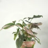 Danskavlede Planter^PLANT Syngonium red spot tricolor