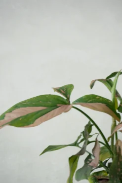Danskavlede Planter^PLANT Syngonium red spot tricolor