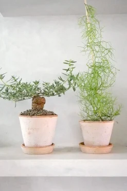 Ørkenplanter Og Knoldplanter^PLANT Tallinum caffrum
