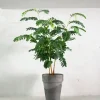 Danskavlede Planter^PLANT Tamarindus indica