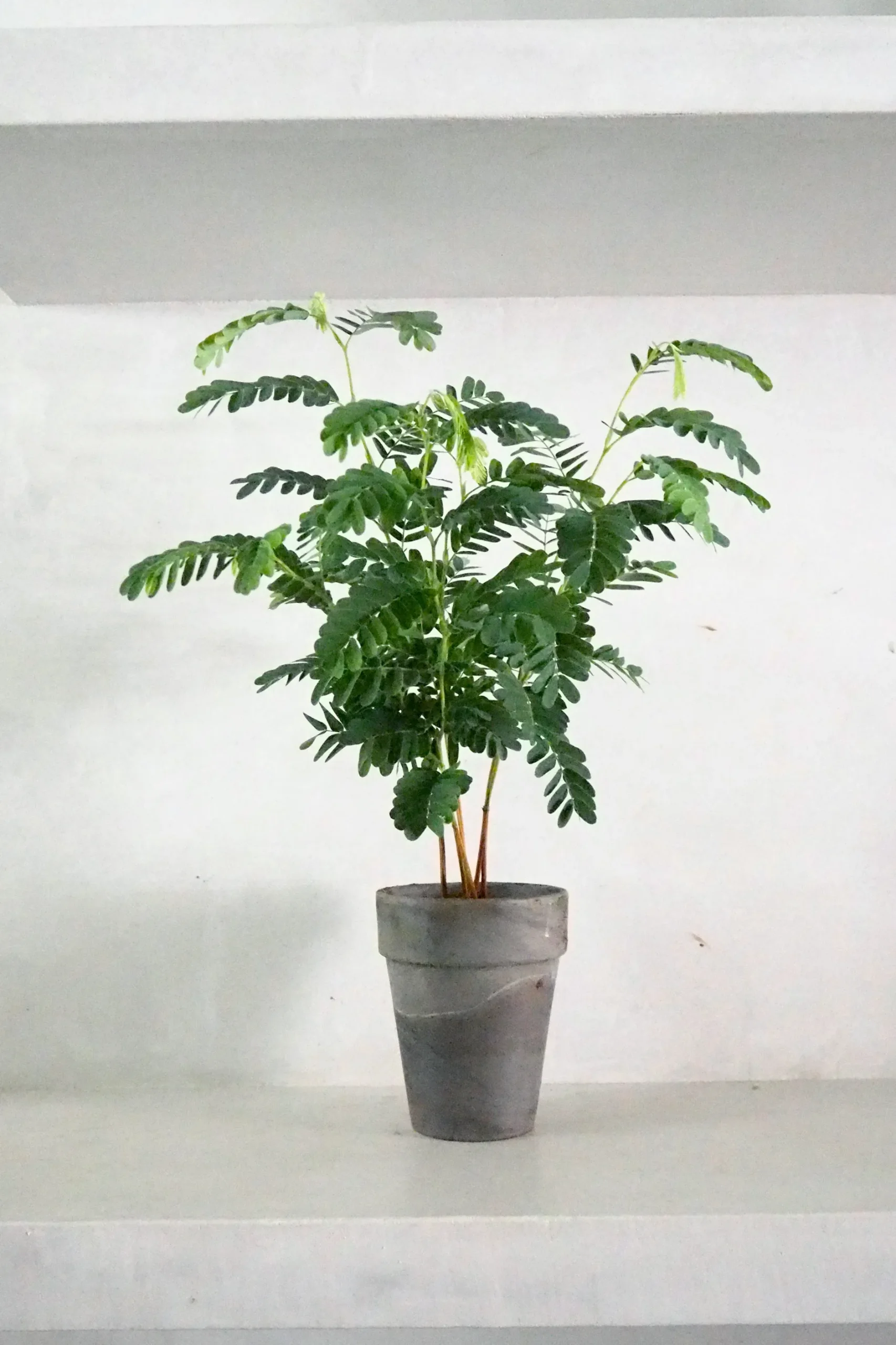 Danskavlede Planter^PLANT Tamarindus indica