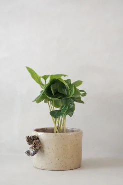 Håndlavede Krukker|Lille^PLANT Tang ekop