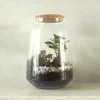 Planter Og Værktøj Til Terrarier|Håndskabte Terrarier^PLANT Terrarie med Ficus Bonsai no. 18